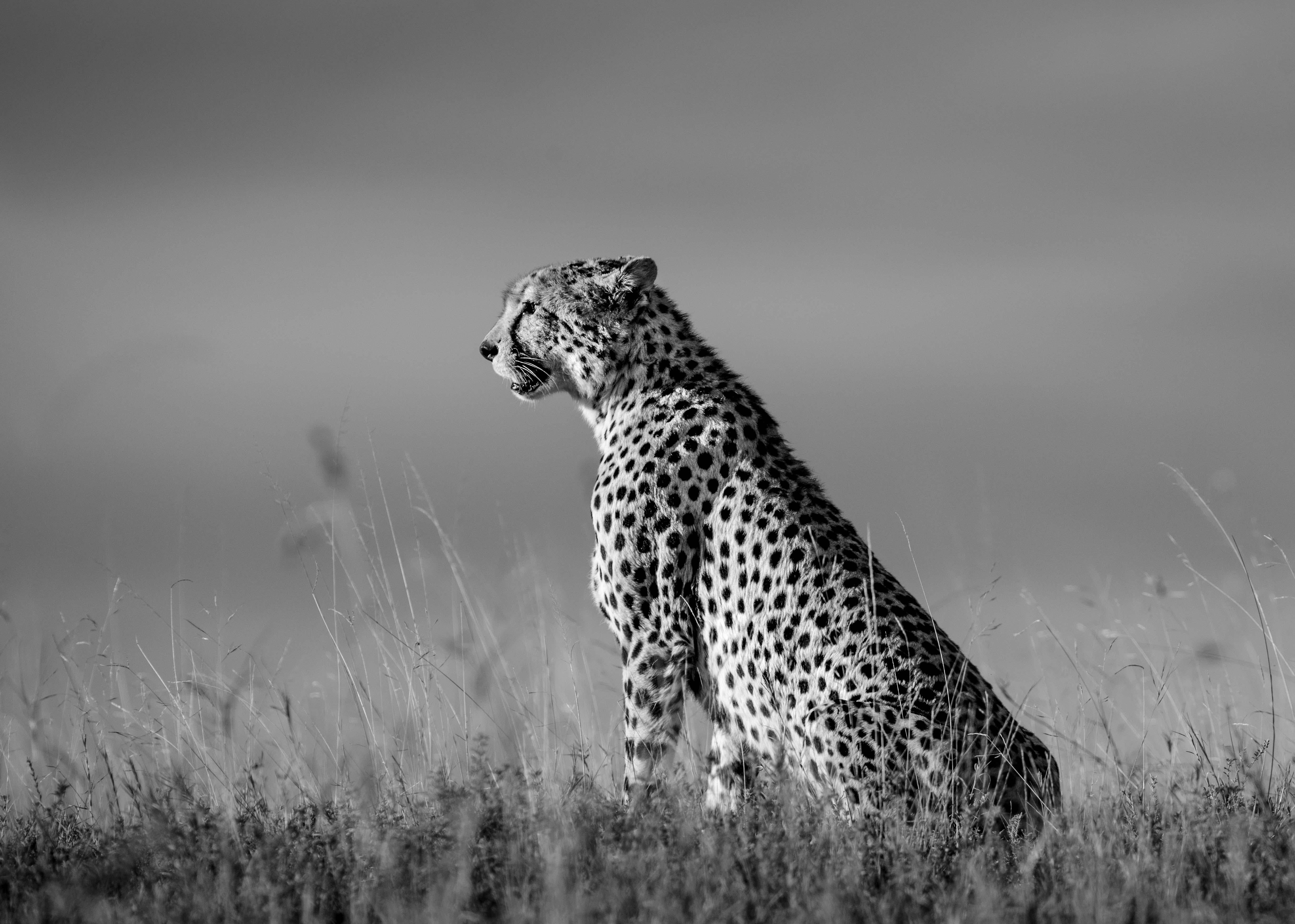 James Lewin Black and White Photograph - On the Look Out, Chyulu Hills, Kenya.