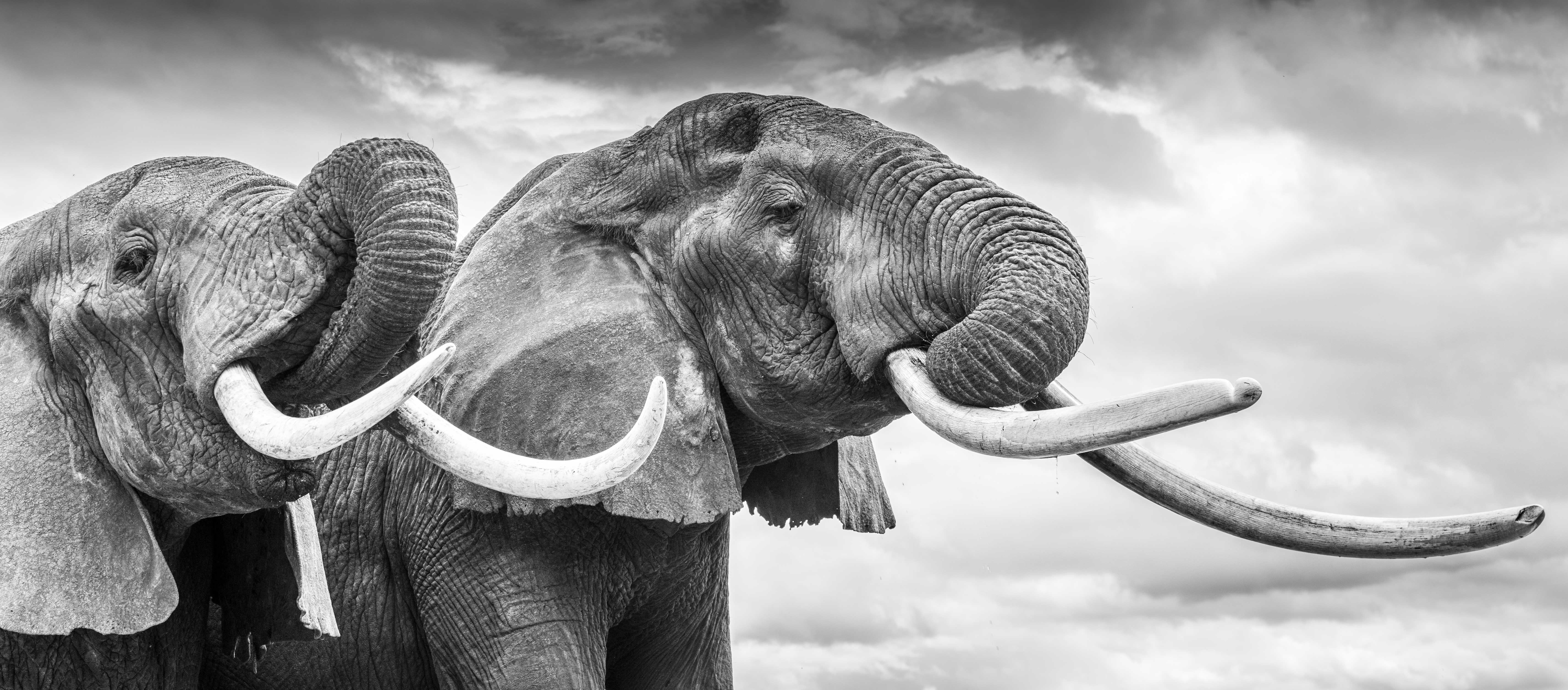 James Lewin Animal Print - The Gentlemen's Club, Chyulu Hills, Kenya. (32" x 72.72")