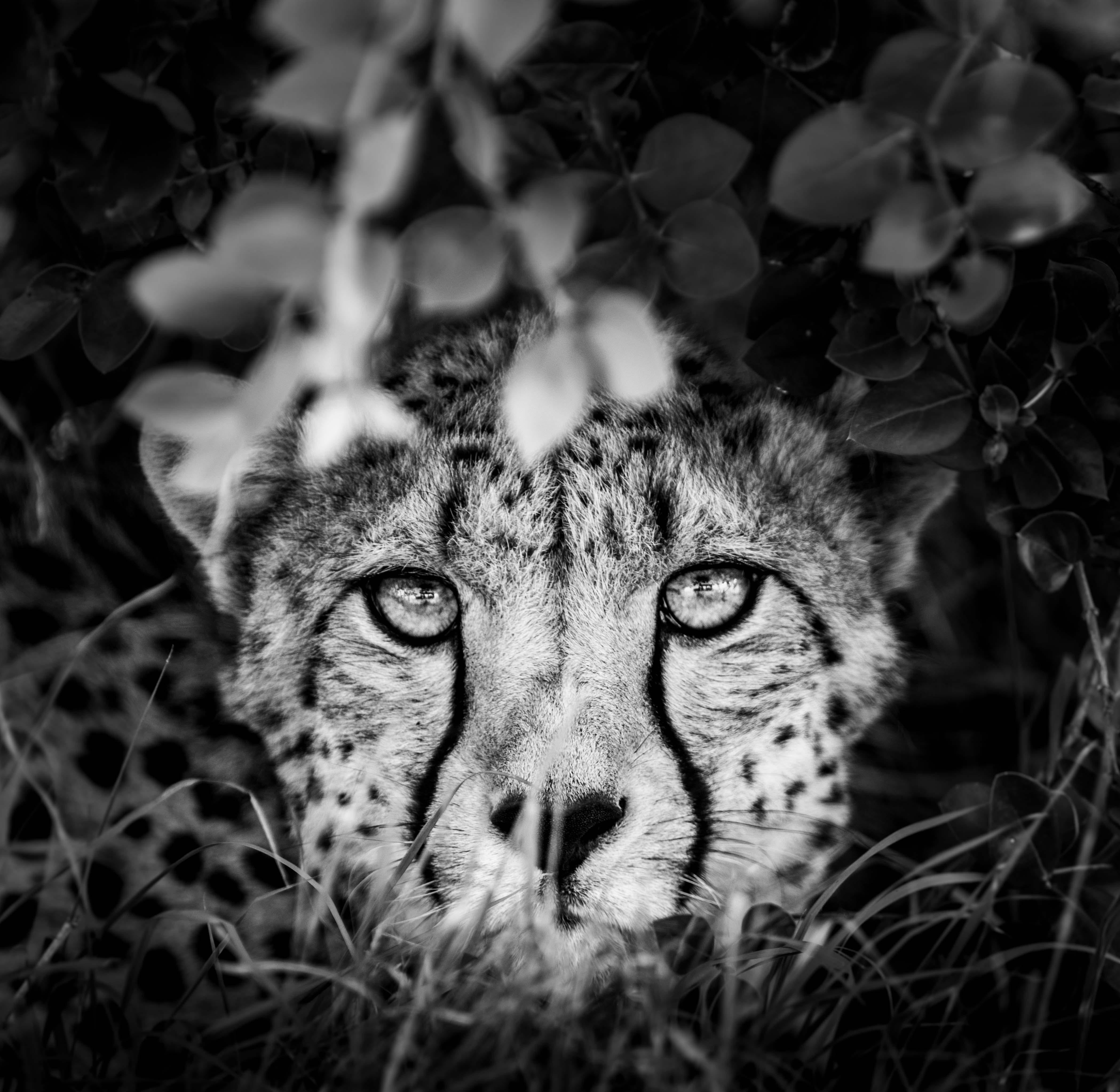 James Lewin Black and White Photograph - The Cheetah and I, Borana, Kenya. (18" x 18.46")
