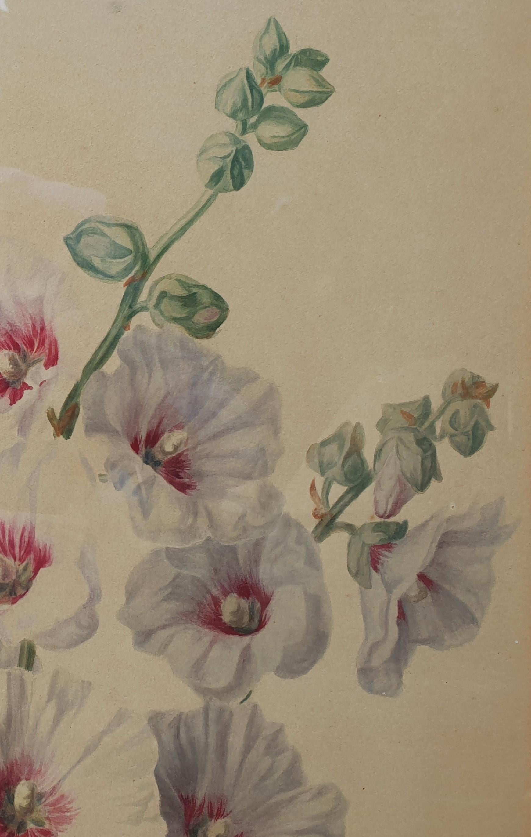 French school of the mid-19th century

Watercolor
51 x 37 cm (69 x 55 cm with frame)
Signed and dated at the bottom “M. C. / 1857”

The hollyhock comes from China, passing through Syria, from where it was brought to us at the time of the