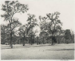 Inizio primavera - Cedar Elm