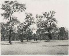 Early Spring - Cedar Elm