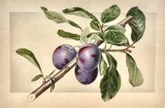Natura morta botanica di un ramo di prugne con tre prugne