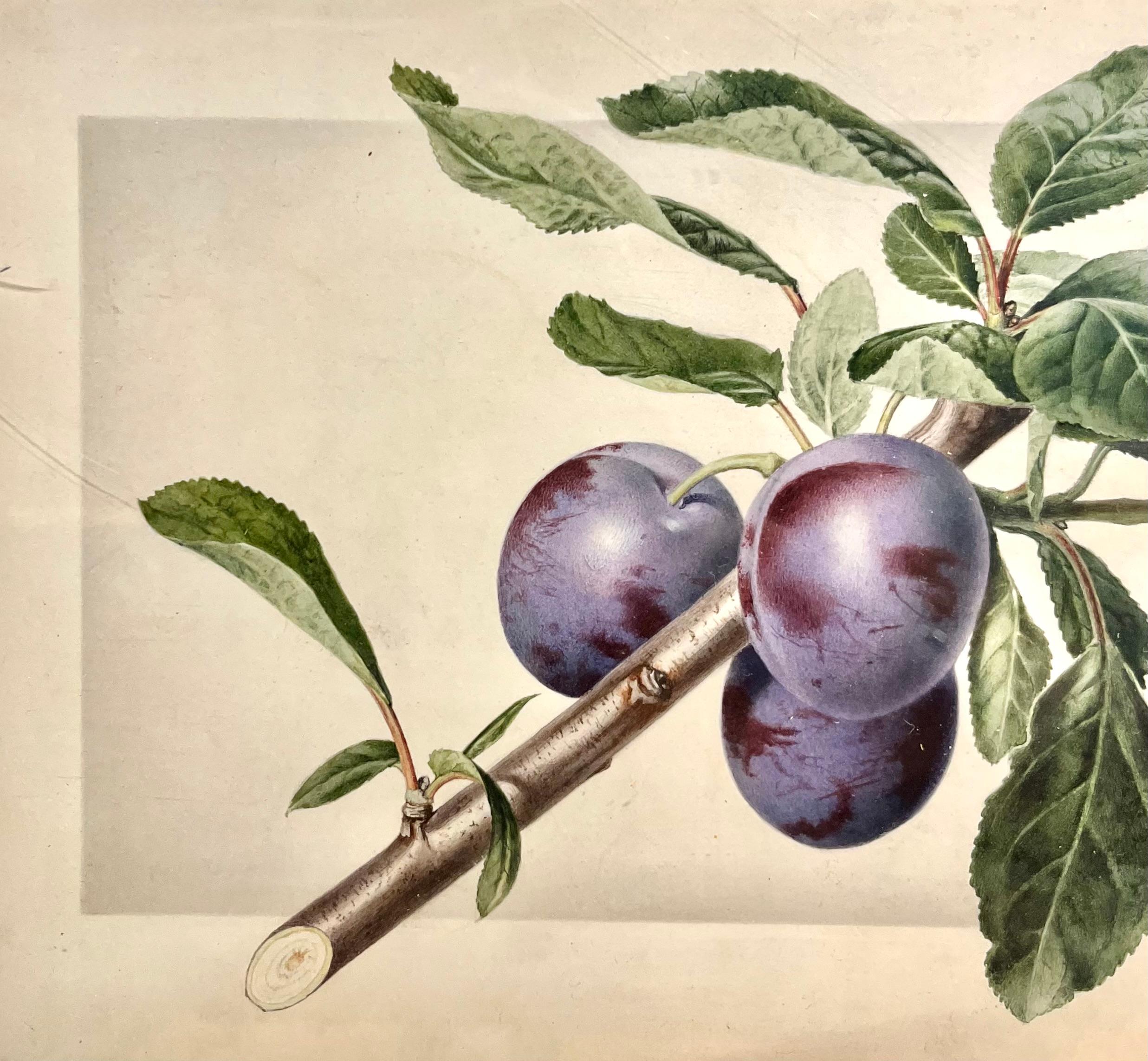 Questo acquerello botanico splendidamente dettagliato di un ramo di prugna è opera di Charles Steadman (1875-1964), uno dei più abili illustratori botanici americani. In particolare, questo pezzo è firmato dall'artista in basso a destra, affermando