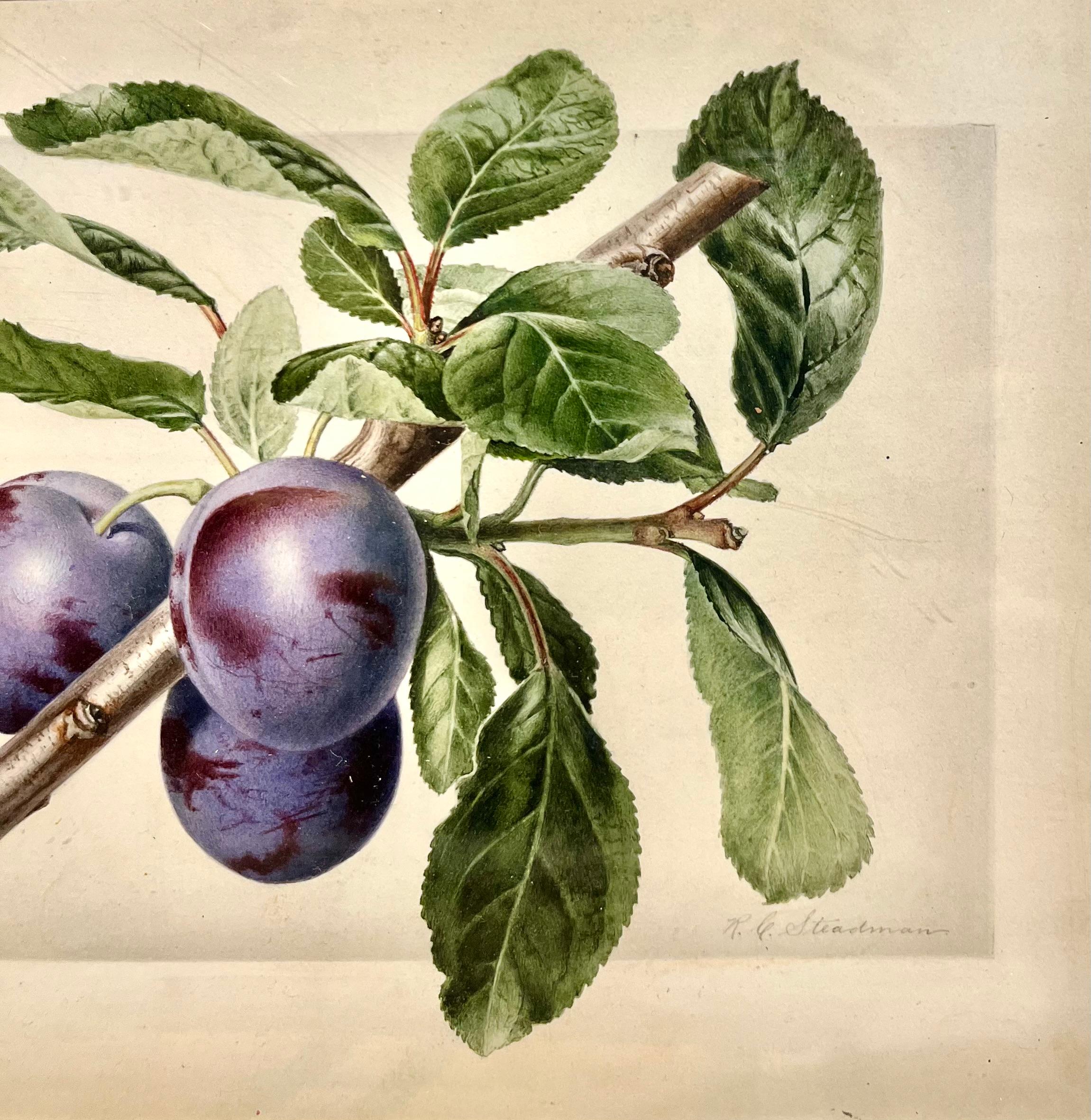 Natura morta botanica di un ramo di prugne con tre prugne - Art di Royal Charles Steadman