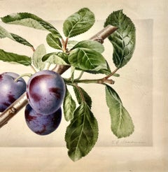 Botanisches Stillleben eines Pflaumenzweiges mit drei Pflaumen