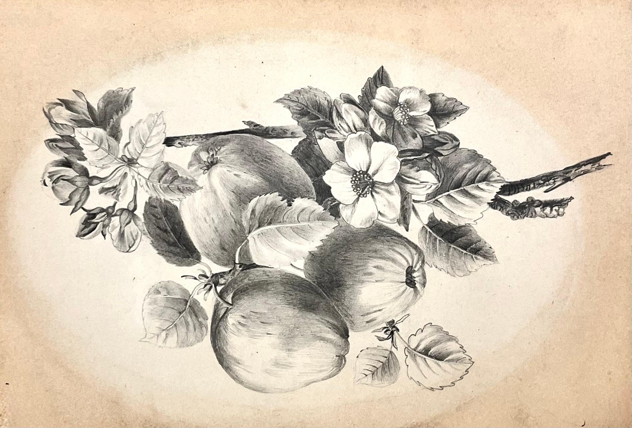 "Apple Branch Botanical Still Life Sketch" in Graphite, 19th Century