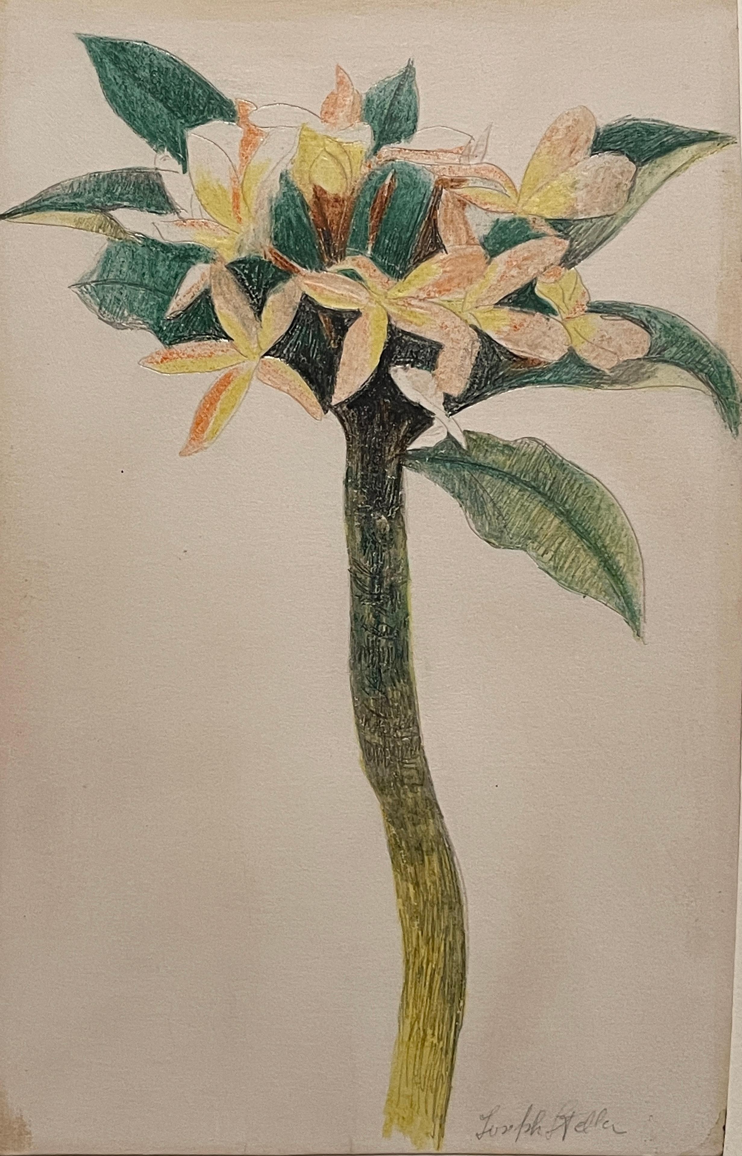 Joseph Stella  (1877-1946, Américain, Italien) "Étude de fleurs". Crayon et crayon sur papier. Signé en bas à gauche. Image 6 7/8" x 4 /34". Encadré 12 1/2" x 10". Label de la galerie (a) Gallery Beadleston N.Y. N.Y.
Joseph Stella (américain, 13