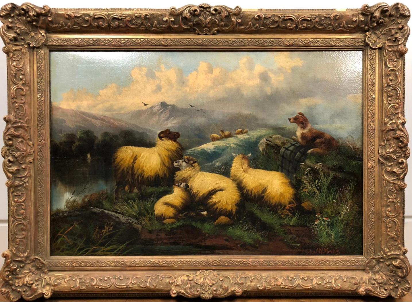William Morris  Animal Painting - Gazing Scottish Highland Sheep