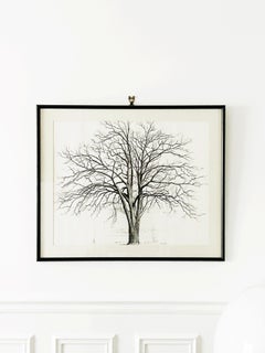 Philippe Le Gouaille, L'arbre, encre sur papier 