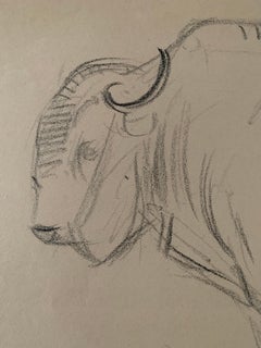 Studie über einen Büffel