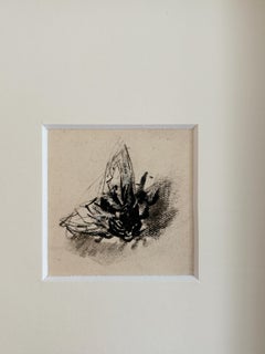 Louise Hervieu, Fly, charcoal and white chalk on paper