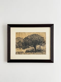 Sigismond JEANES (1862-1952), Trees, charcoal on paper
