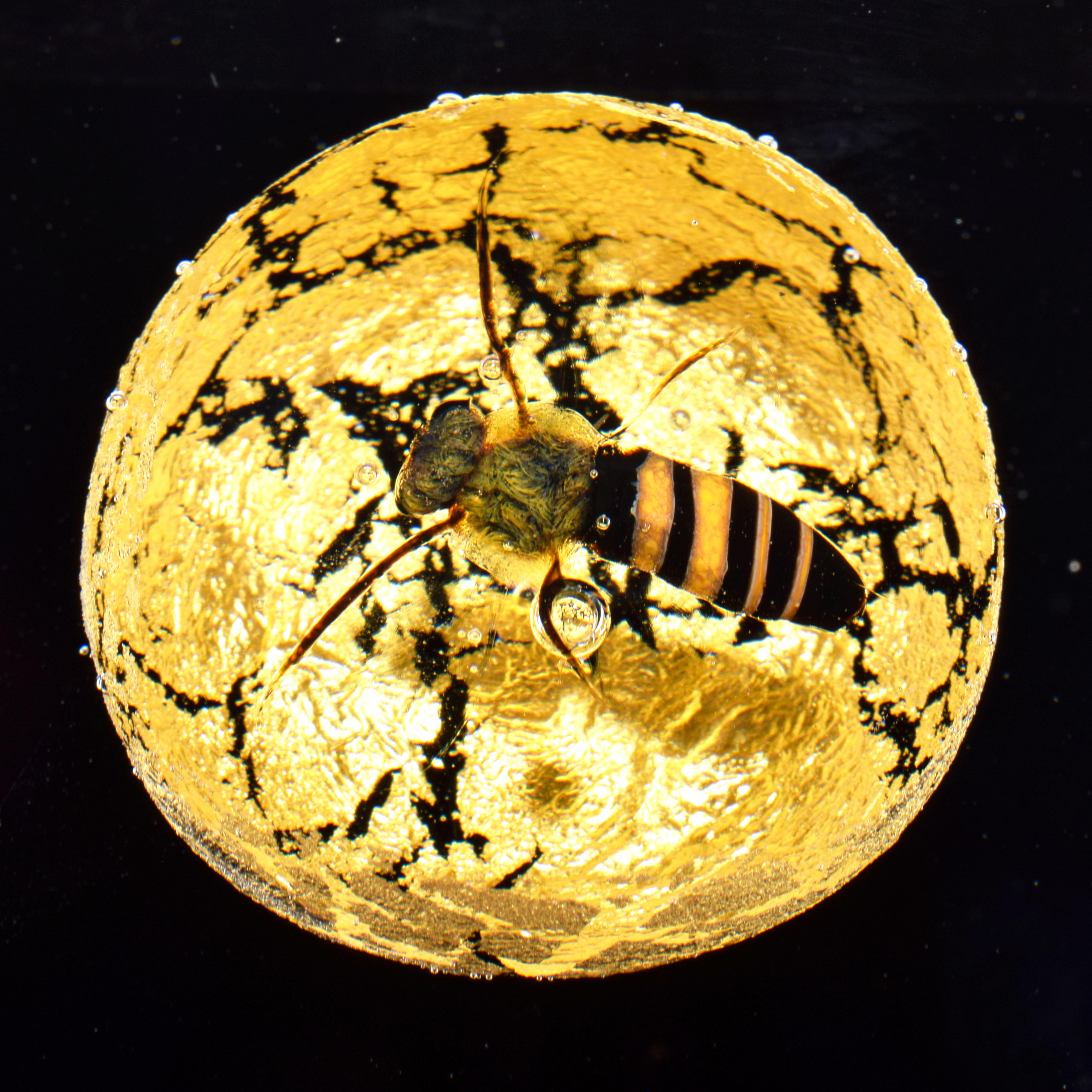 Paul J. Stankard Bee Paperweight For Sale 4