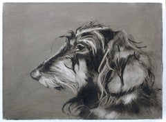 Dachshund. Dog portraits