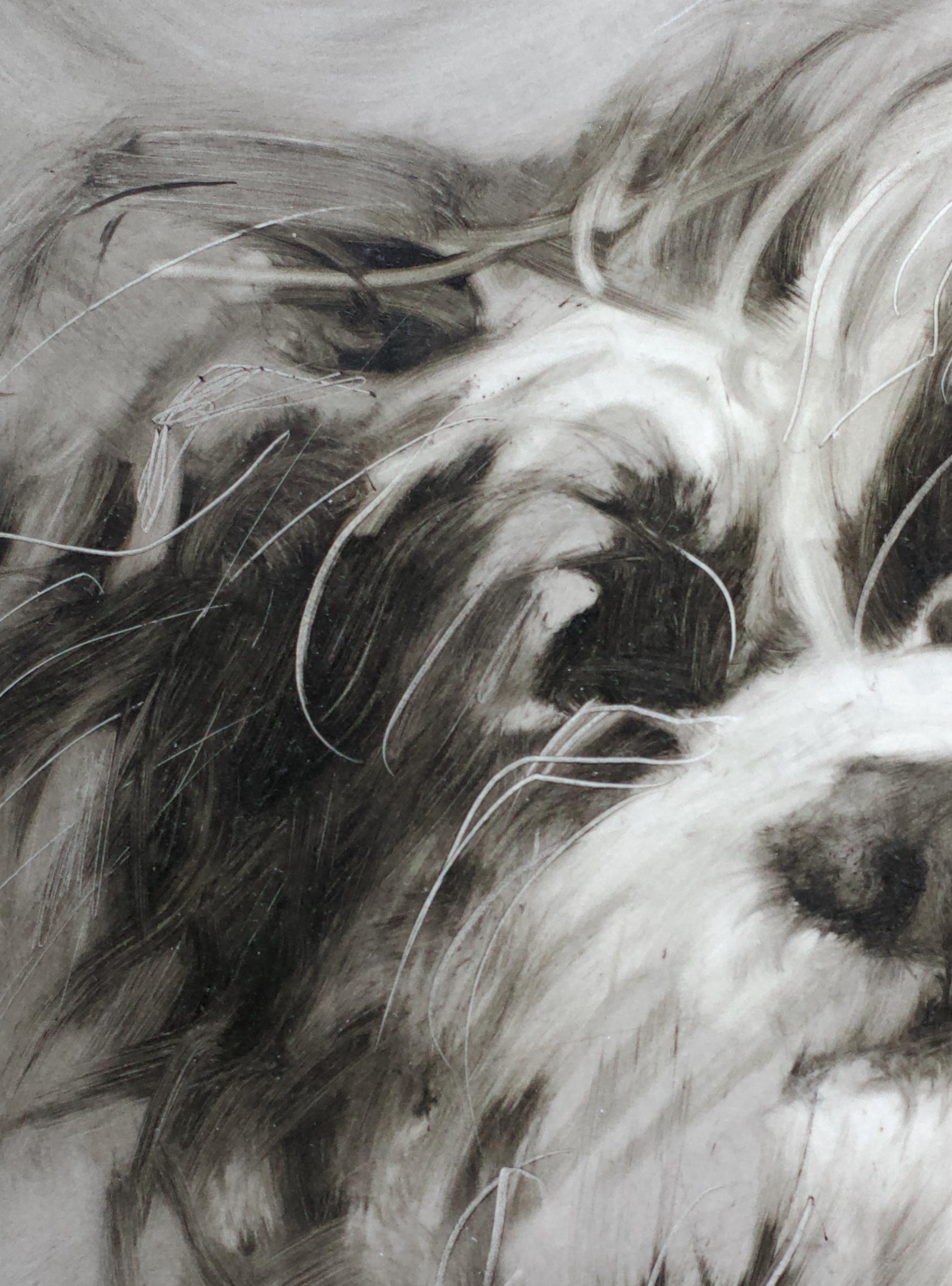 Chien maltais. Portraits de chiens en vente 1