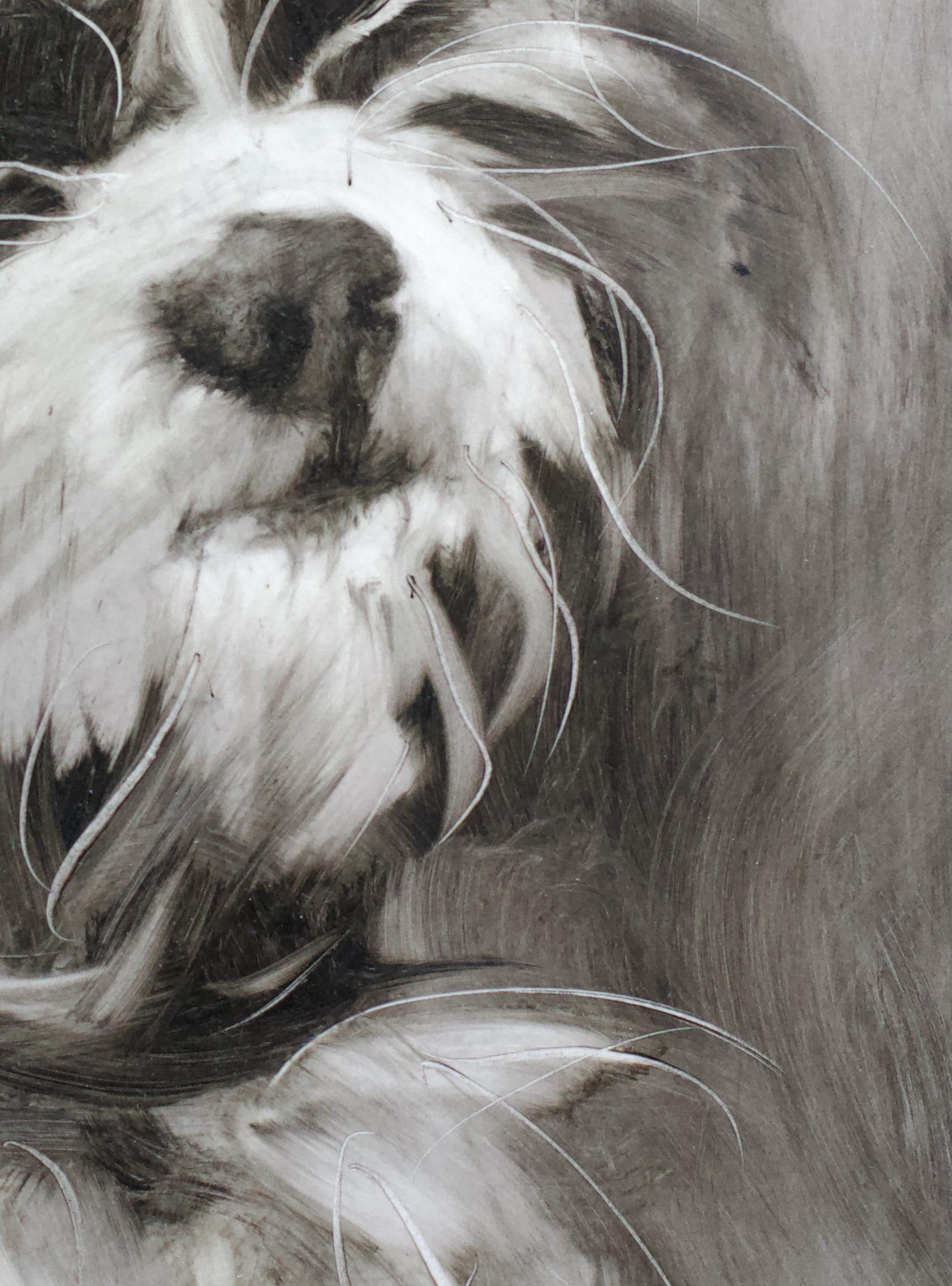 Chien maltais. Portraits de chiens en vente 2