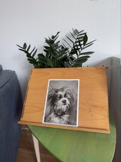 Maltese. Dog. Animals. Dogs. Small. Black. White. Furry