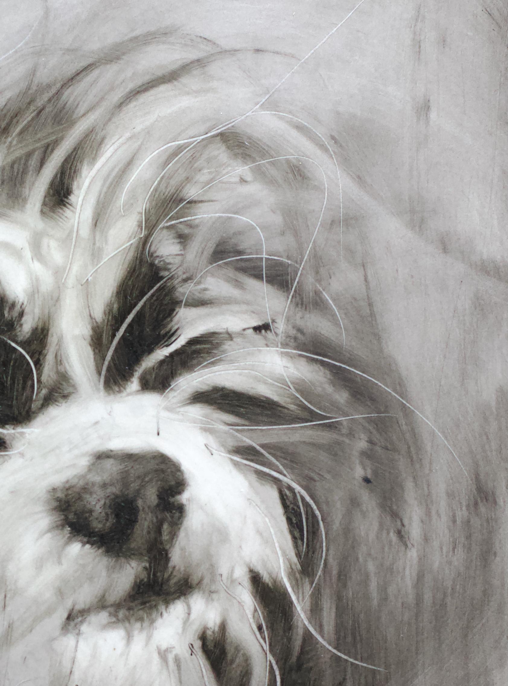 Chien maltais. Portraits de chiens en vente 3
