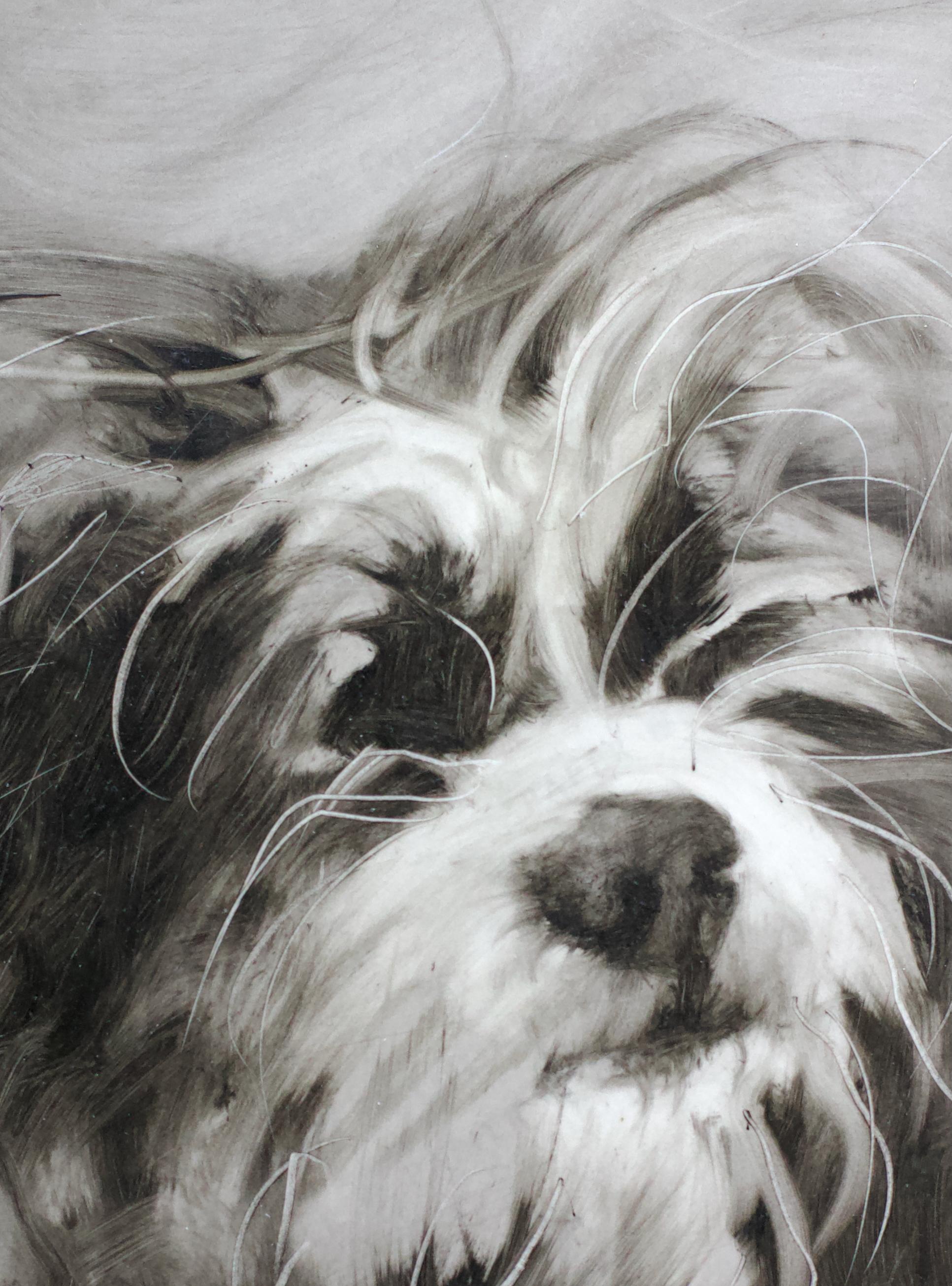 Chien maltais. Portraits de chiens en vente 4