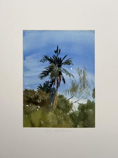 Tropical Forest. After the Sunset