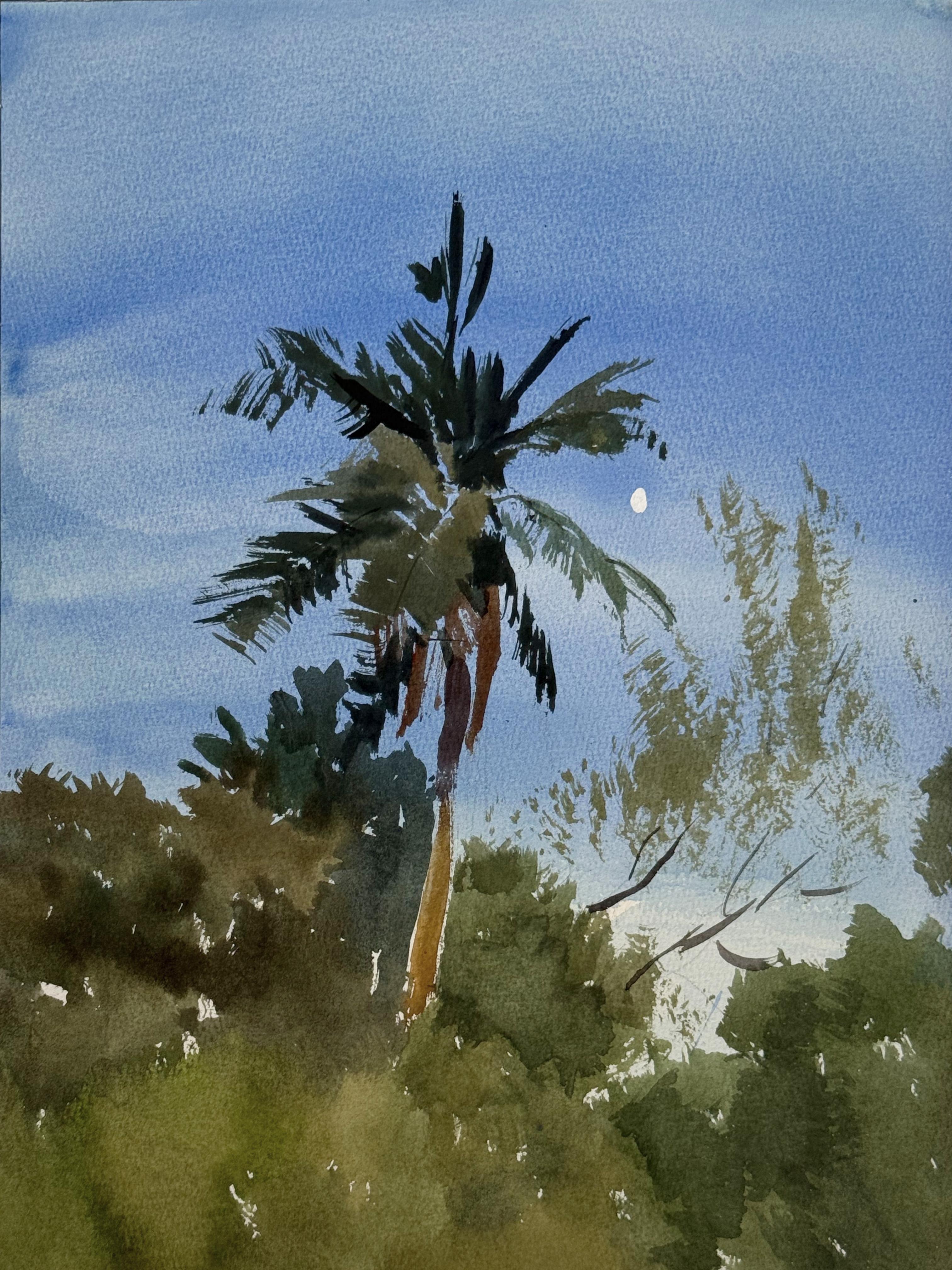 Selva Tropical. Tras la puesta de sol