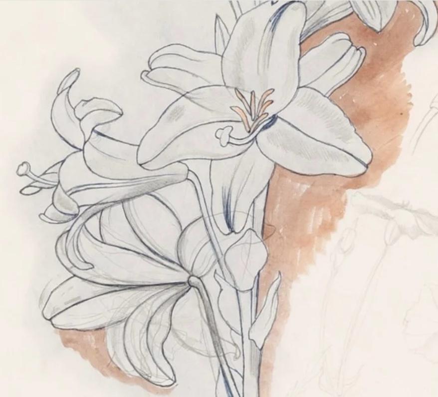 Lirio - Naturaleza muerta de flor botánica, acuarela, pluma y tinta, 1969 en venta 1
