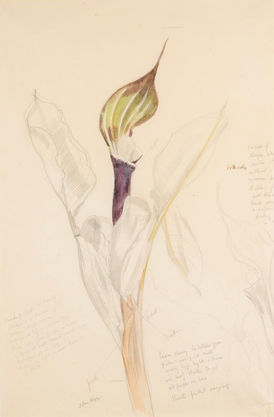 John Nash Still-Life – Blumenstudie (Calla Lily) – Aquarell botanisches Blumenstillleben mit Blumenmotiv, 1969