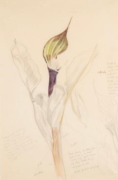Studio di fiori (Giglio di Calla) - Natura morta botanica ad acquerello, 1969