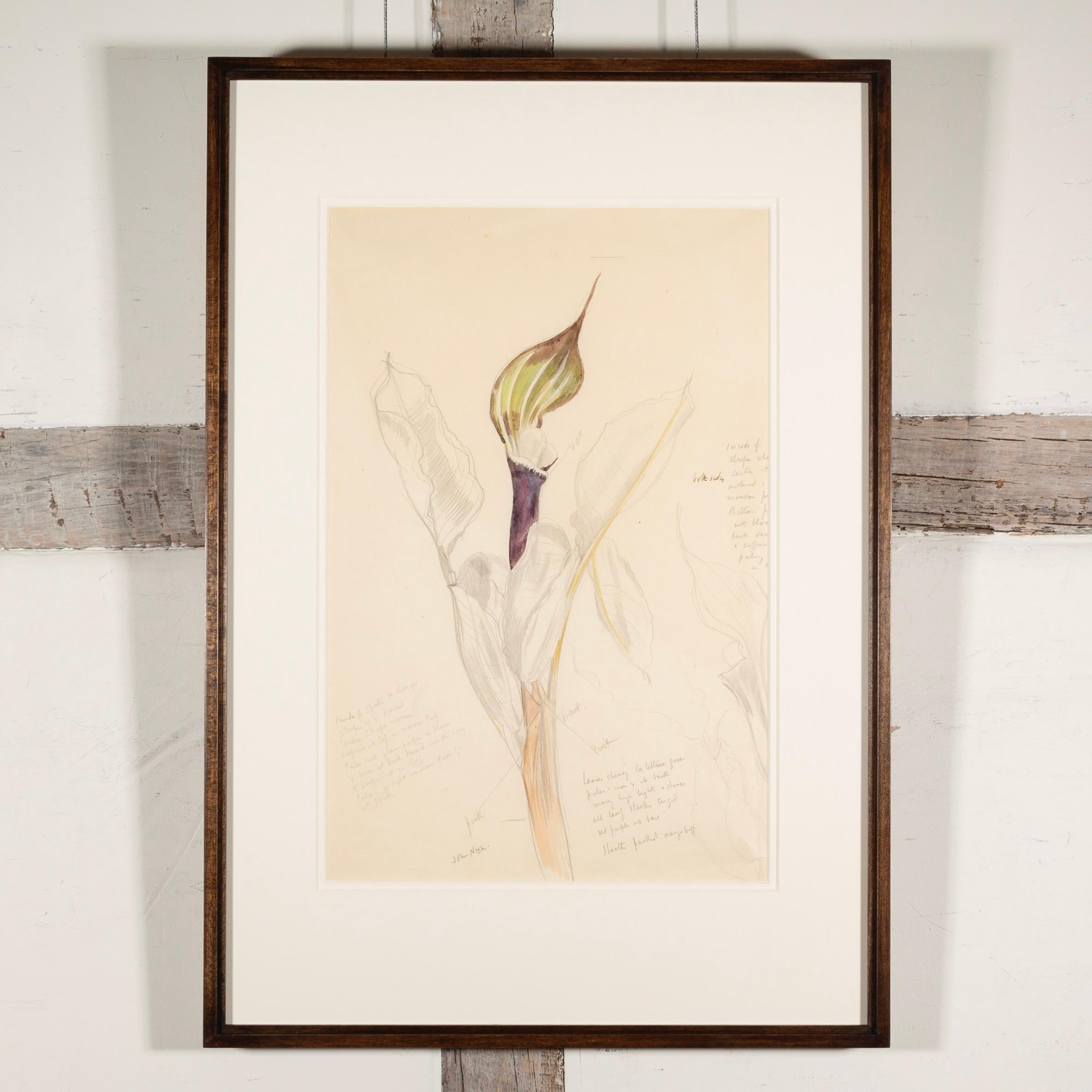 Blumenstudie (Calla Lily) – Aquarell botanisches Blumenstillleben mit Blumenmotiv, 1969 – Art von John Nash