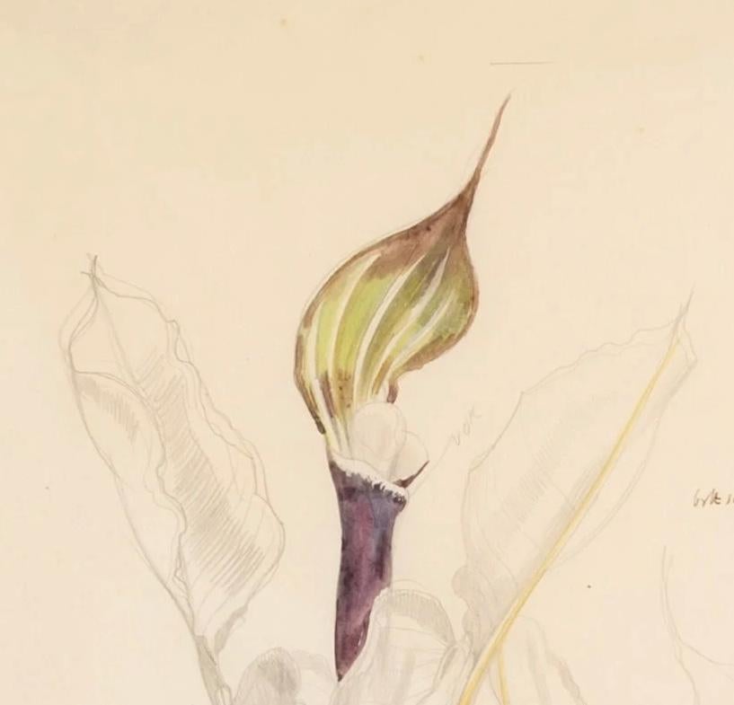 Blumenstudie (Calla Lily) – Aquarell botanisches Blumenstillleben mit Blumenmotiv, 1969 (Weiß), Still-Life, von John Nash