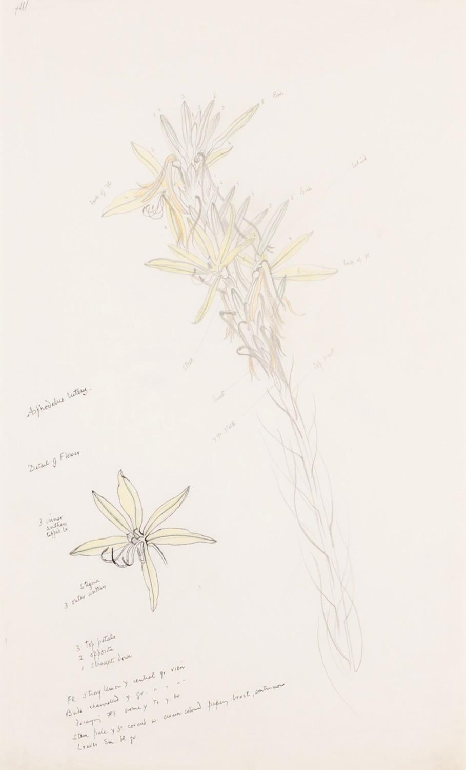 „Asphodelus Lutea“ – Blumenstillleben mit botanischen Notizen, ca. 1969