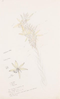 'Asphodelus Lutea' - Natura morta di fiori con note botaniche, C.C. 1969