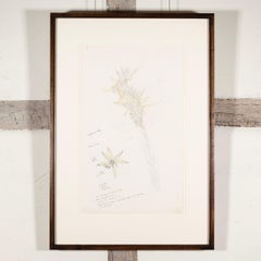 'Asphodelus Lutea' - Natura morta di fiori con note botaniche, C.C. 1969