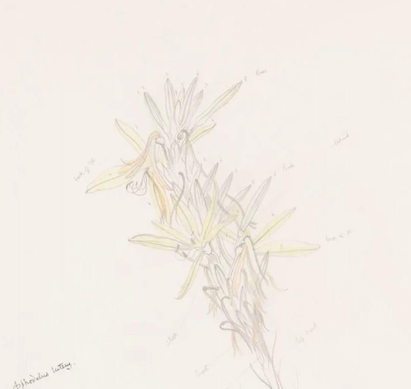 Asphodelus Lutea