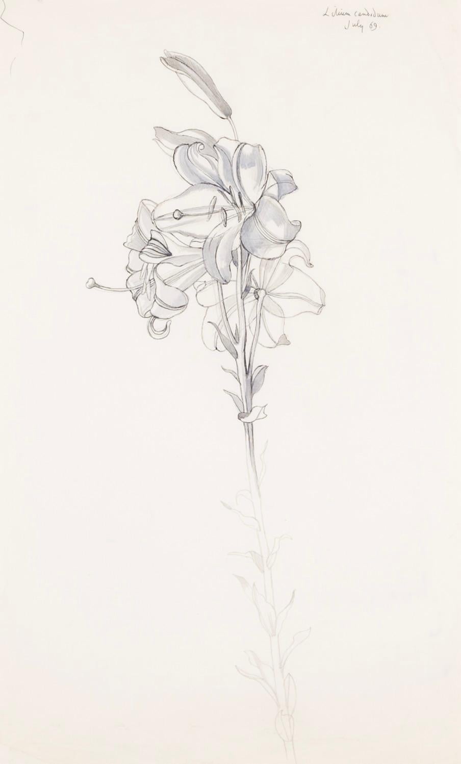 Figurative Art di John Nash - 'Lilium Candidum, luglio' - Natura morta botanica di fiori a penna e inchiostro, 1969