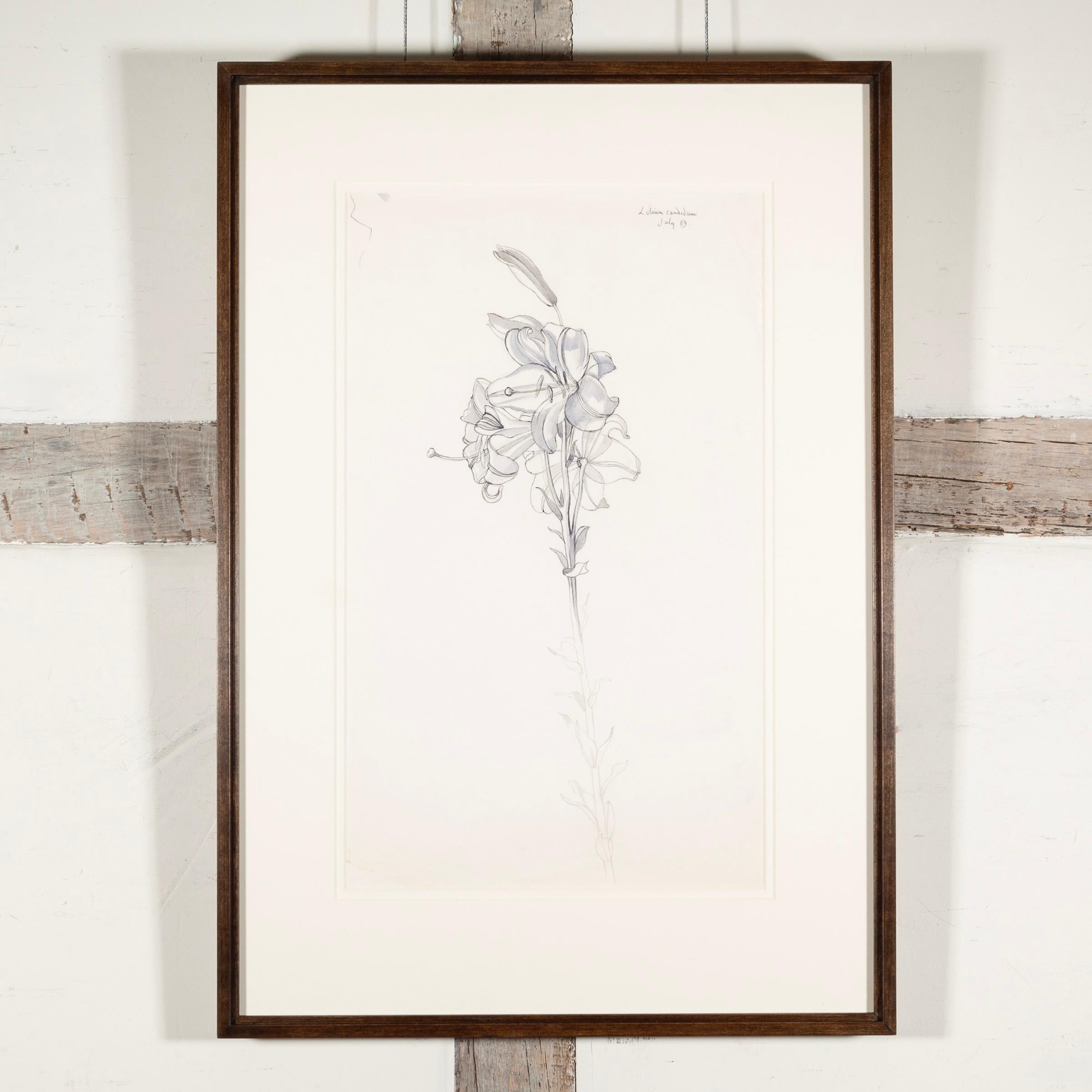 'Lilium Candidum, luglio' - Natura morta botanica di fiori a penna e inchiostro, 1969 - Art di John Nash