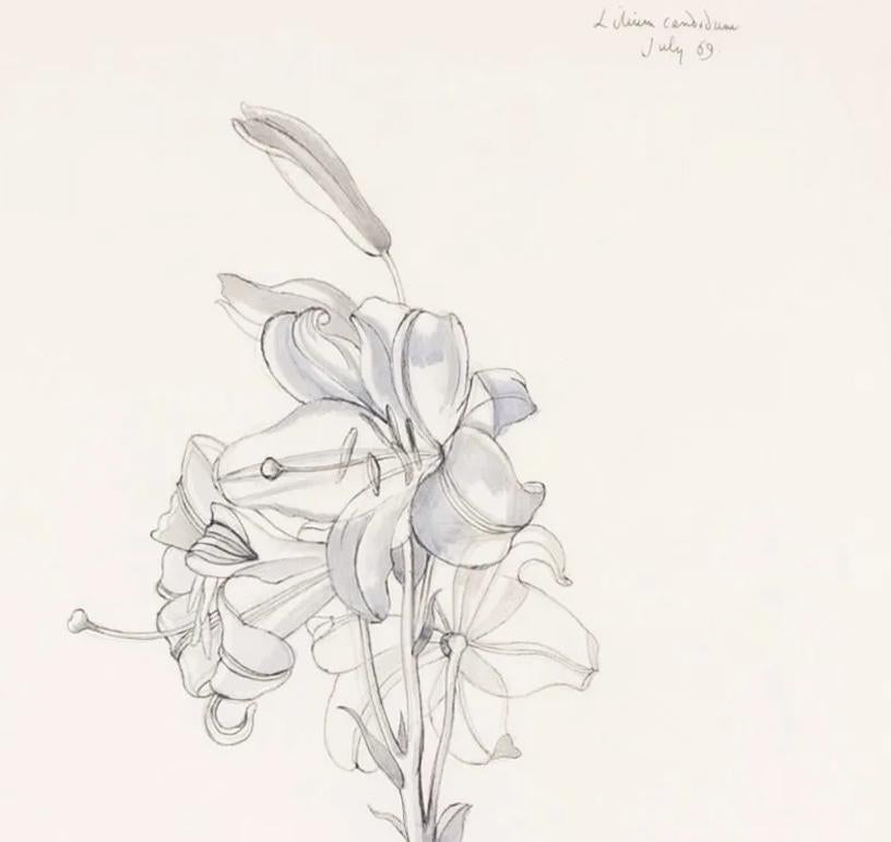 'Lilium Candidum, luglio' - Natura morta botanica di fiori a penna e inchiostro, 1969 - Figurative Art Grigio di John Nash