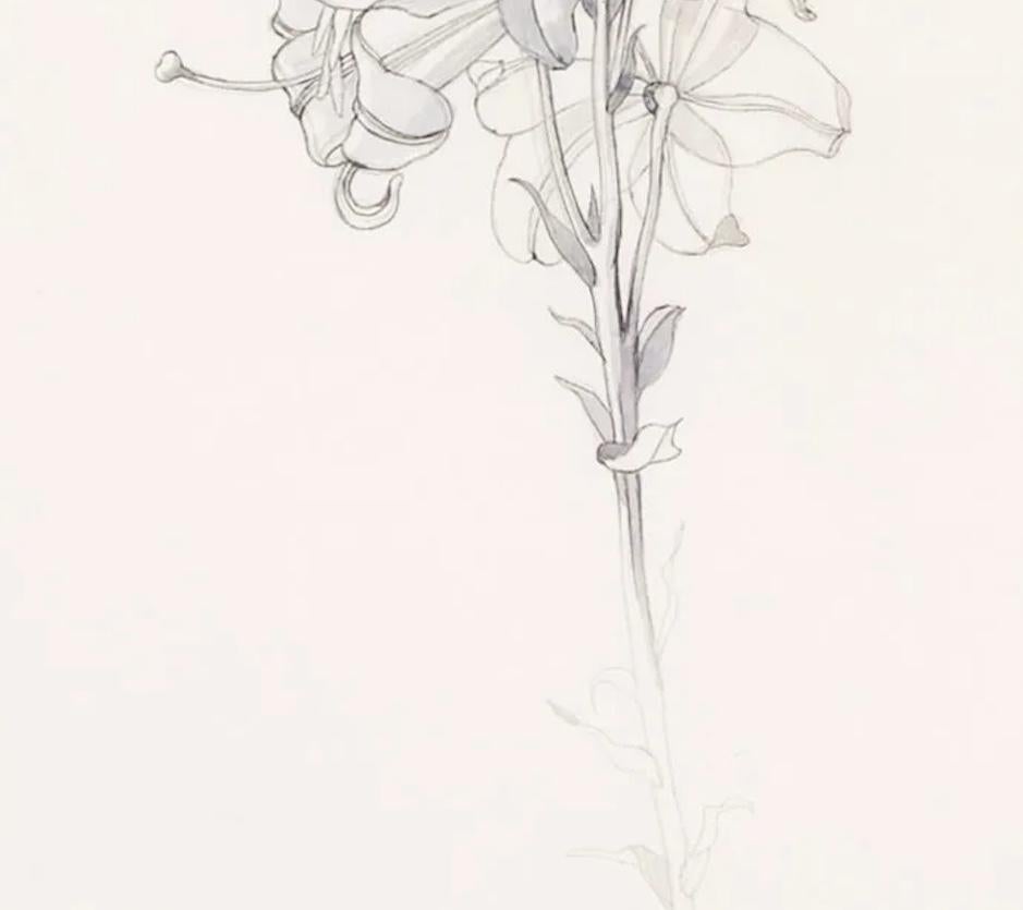 'Lilium Candidum, luglio' - Natura morta botanica di fiori a penna e inchiostro, 1969 in vendita 1