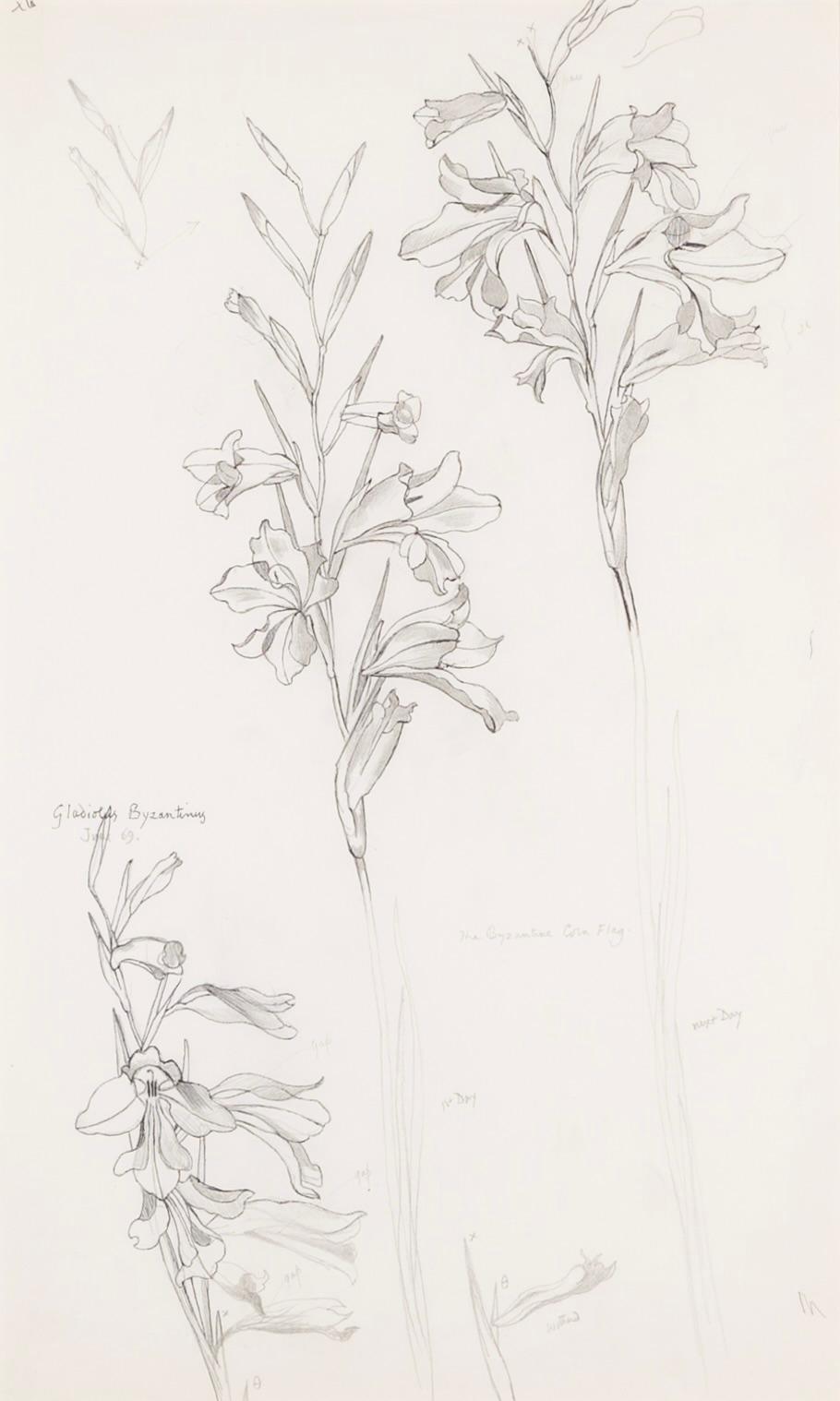 'Gladiolus Byzantinus, June' - Botanical Still Life of Flowers in Ink, 1969