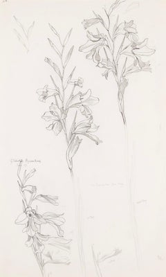 Gladiolus Byzantinus, June" - Nature morte botanique de fleurs à l'encre, 1969