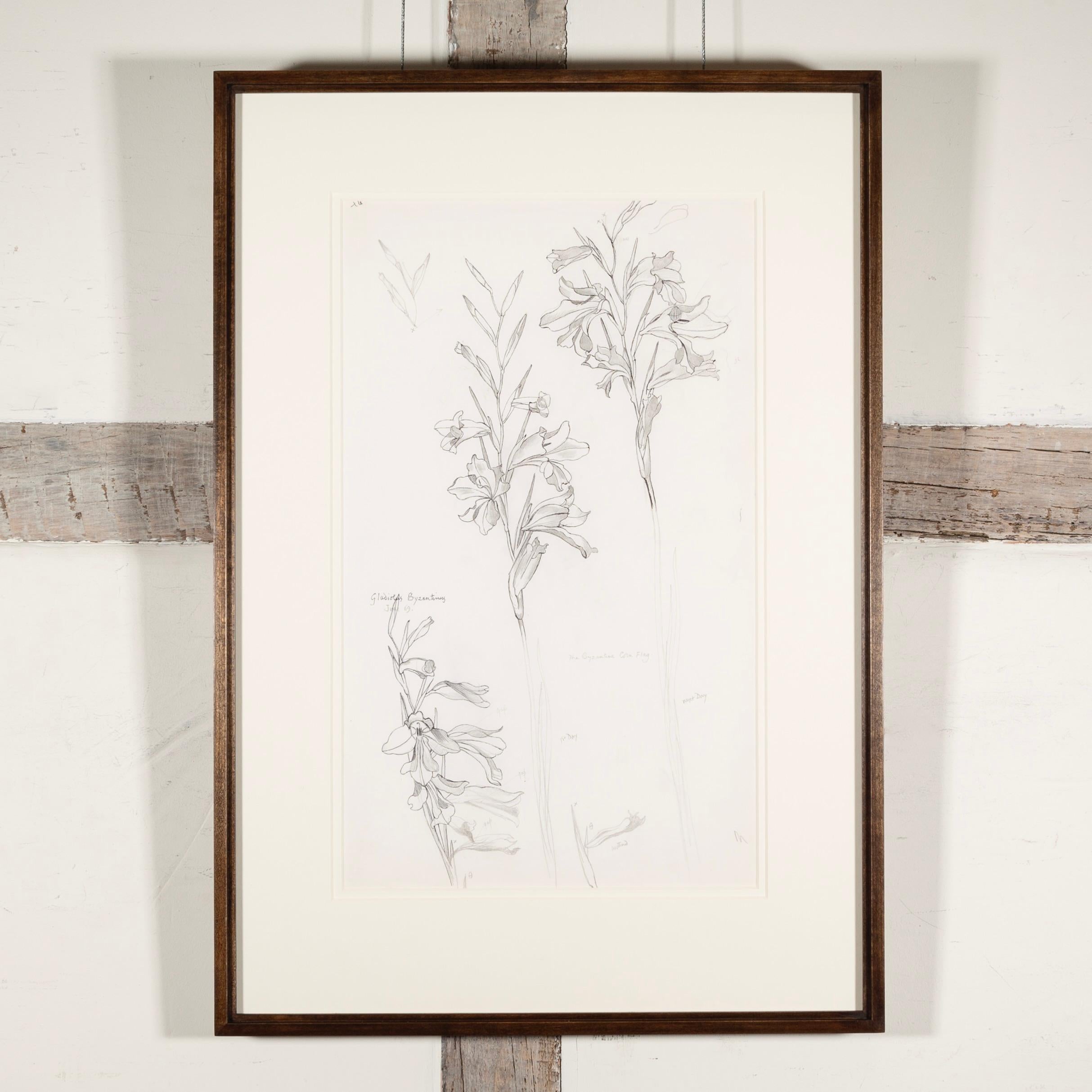 'Gladiolus Byzantinus, June' - Botanical Still Life of Flowers in Ink, 1969 - Art by John Nash