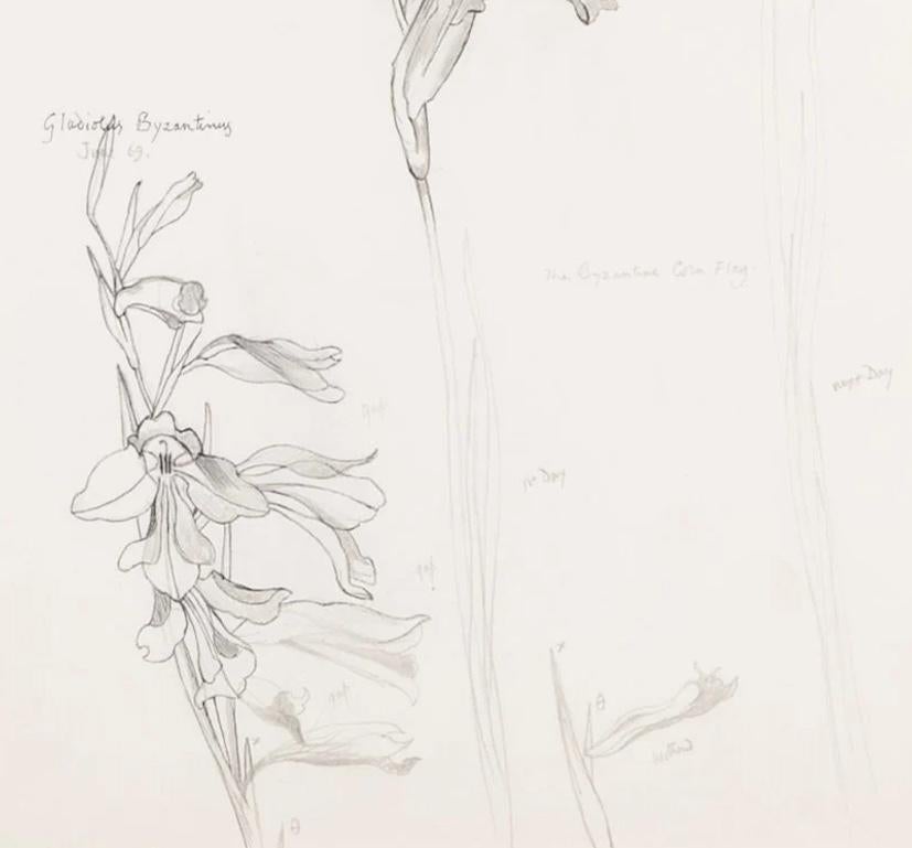 'Gladiolus Byzantinus, June' - Botanical Still Life of Flowers in Ink, 1969 - White Figurative Art by John Nash