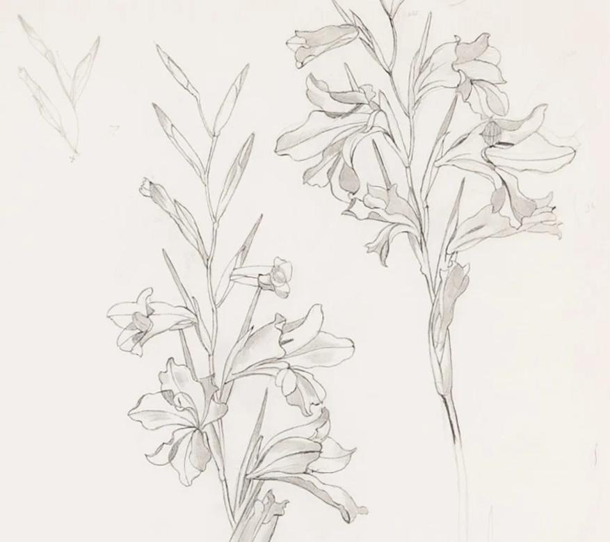 Gladiolus 'Byzantinus'
