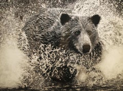 Bear Splash