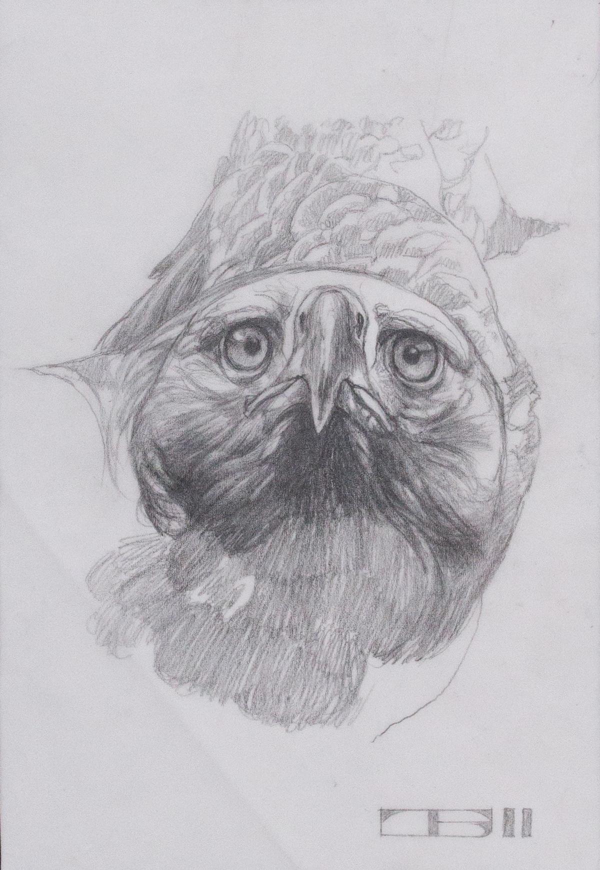 Eagle Study from Take Flight - Realist Art by Thomas Blackshear II