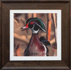Waters of the Wood Duck