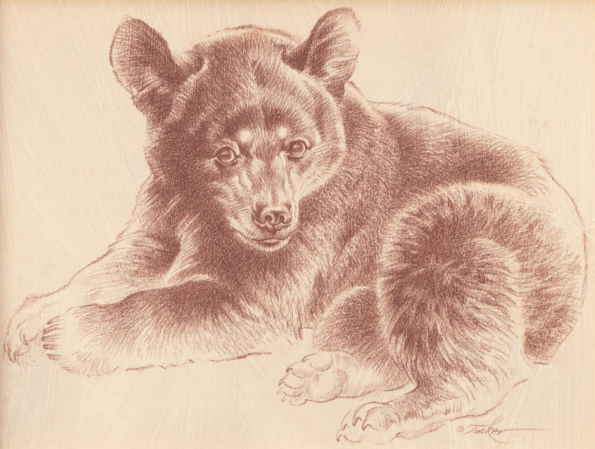 Black Bear Cub - Realist Art by Ezra Tucker