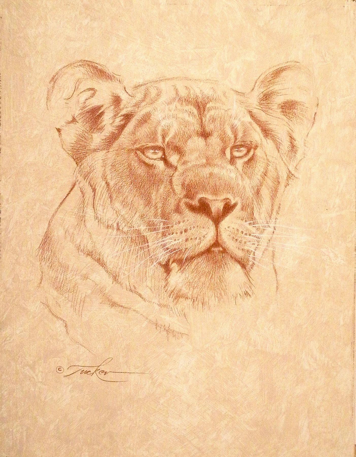 Lioness - Realist Art by Ezra Tucker