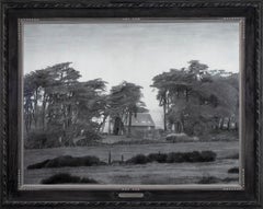 La nebbia si deposita sul cipresso